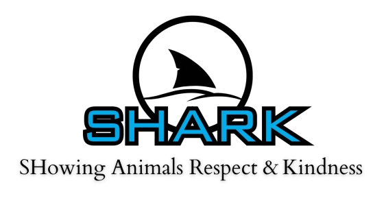 shark-cover.webp
